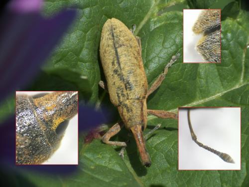 Lixus pulverulentus